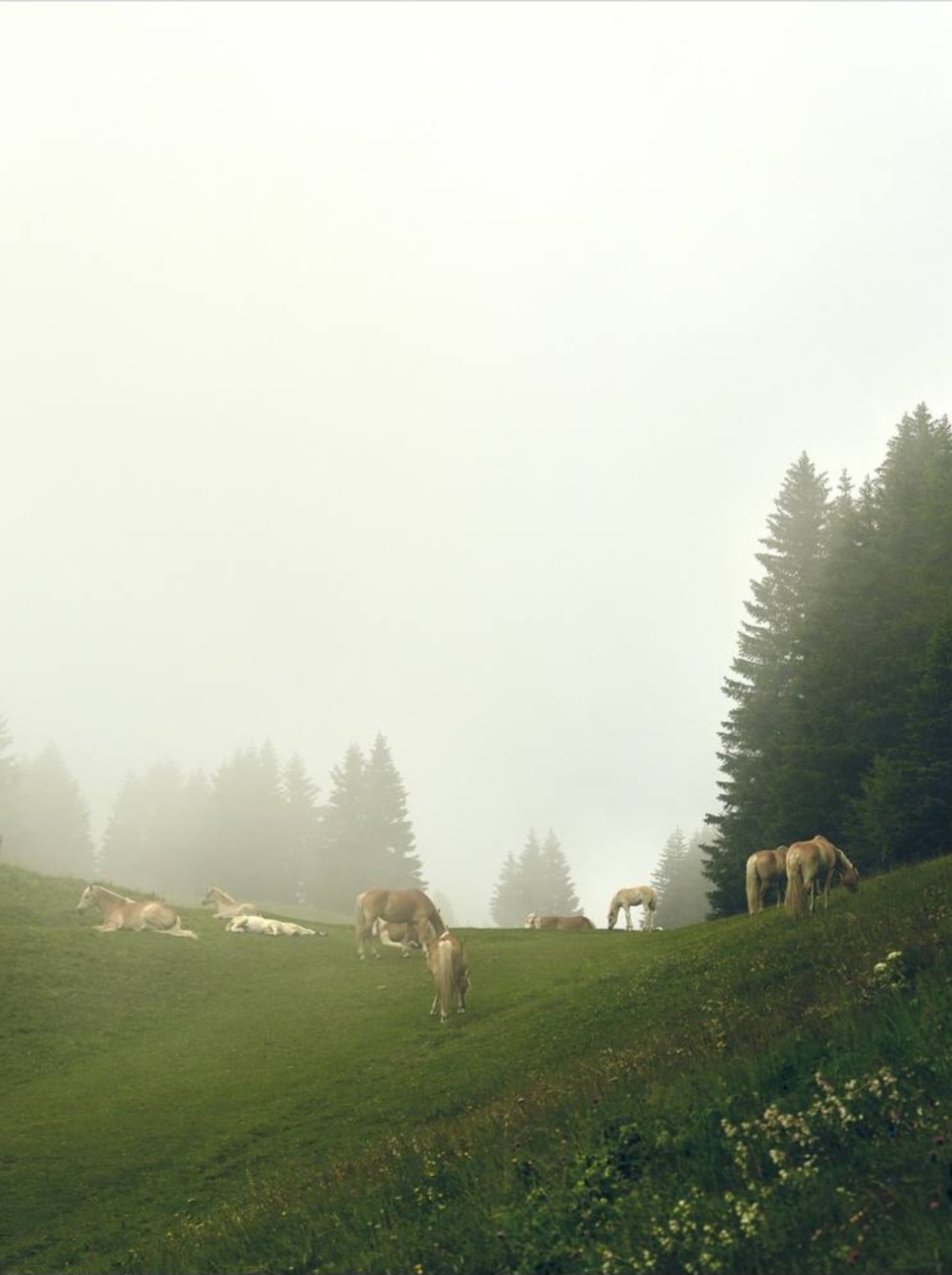 Horses In The Fog